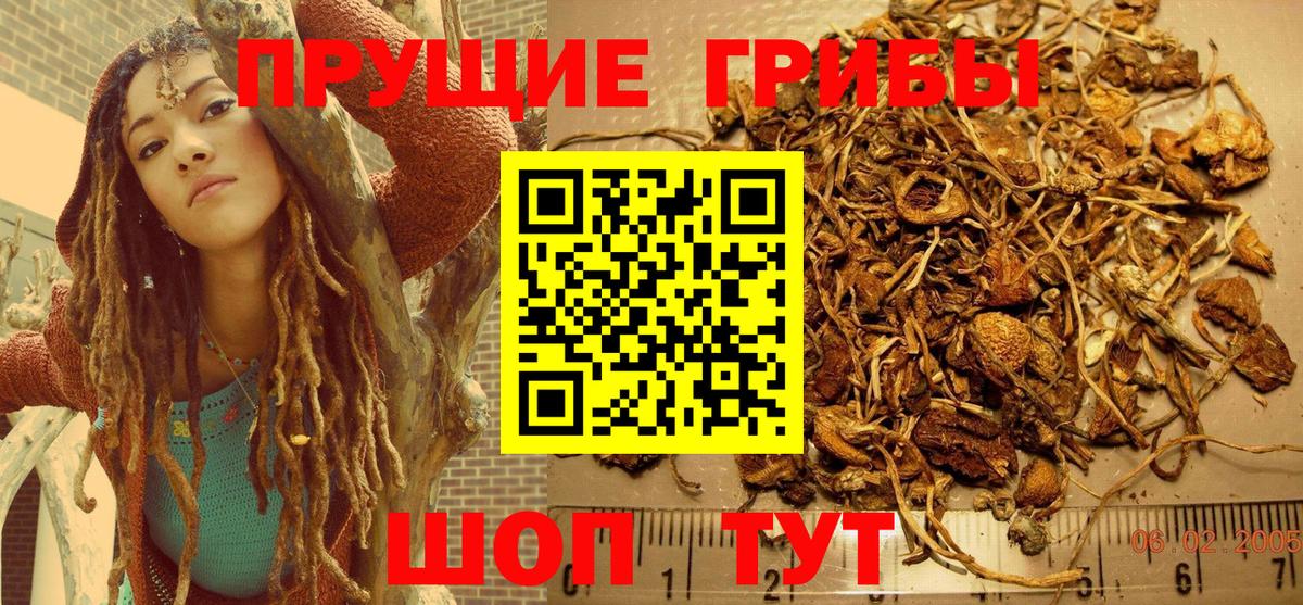 Псилоцибиновые грибы Psilocybine cubensis Муром