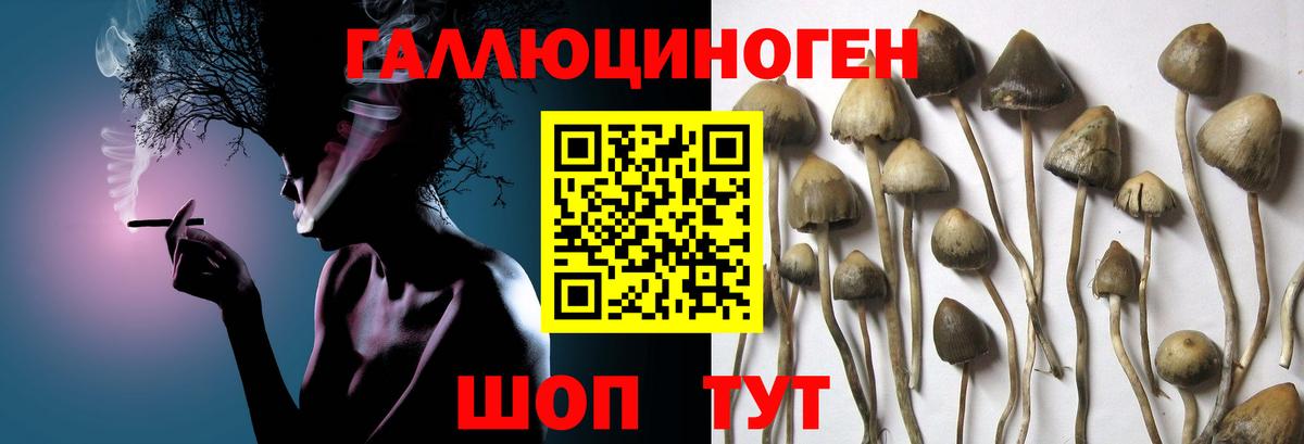 где купить наркоту  Галлюциногенные грибы мицелий  Галлюциногенные грибы Psilocybe  Вход с VPN  Муром 